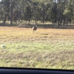 An emu on the side of the road