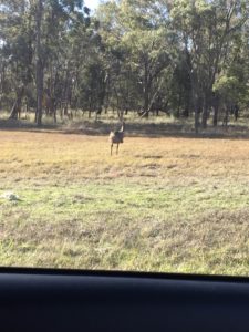 An emu on the side of the road