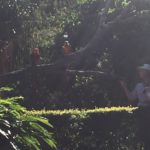 A few of the Birds at the Birds of Flight presentation at Currumbin Wildlife Sanctuary