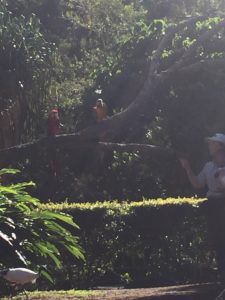 A few of the Birds at the Birds of Flight presentation at Currumbin Wildlife Sanctuary