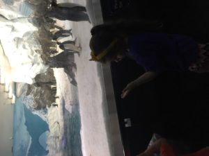 Abby looking at Penguins at Sea World