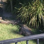 A big Crocodile at Currumbin Wildlife Sanctuary