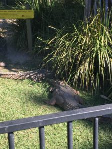 A big Crocodile at Currumbin Wildlife Sanctuary